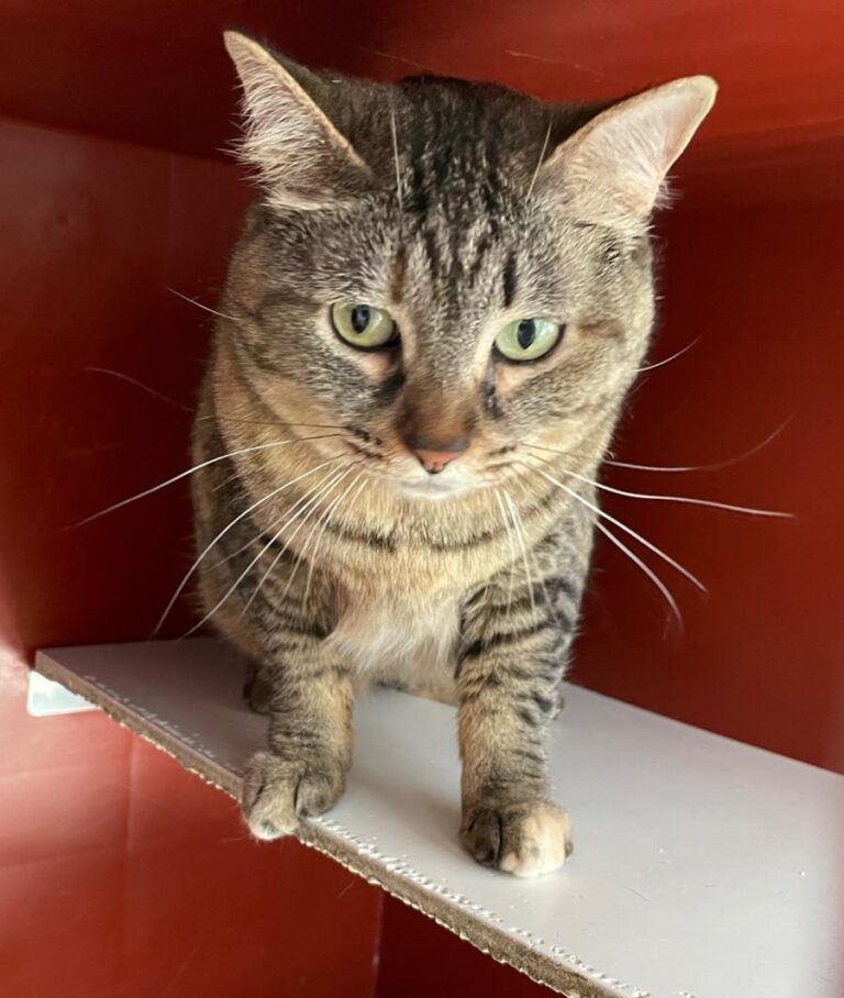 multimedia-foto71174-582-1