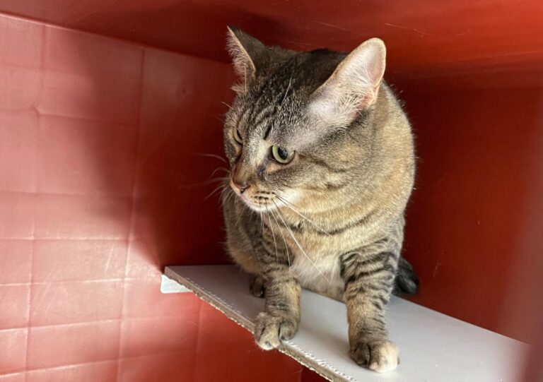 multimedia-foto71176-582-1