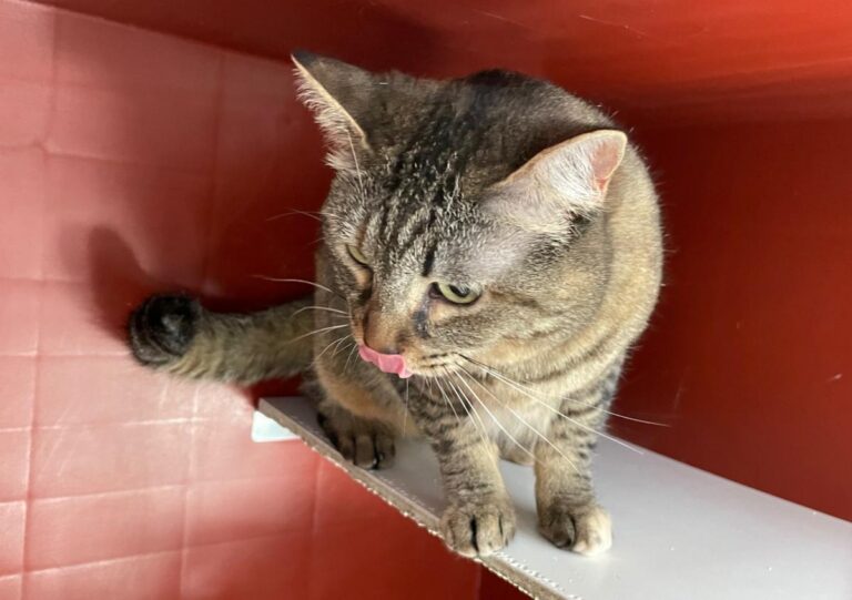 multimedia-foto71177-582-1