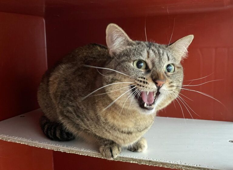 multimedia-foto71178-583-1