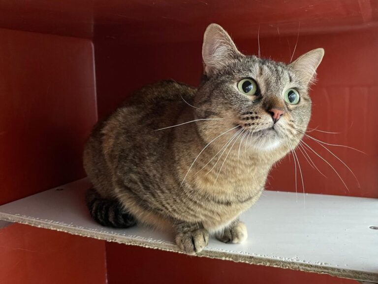 multimedia-foto71179-583-1