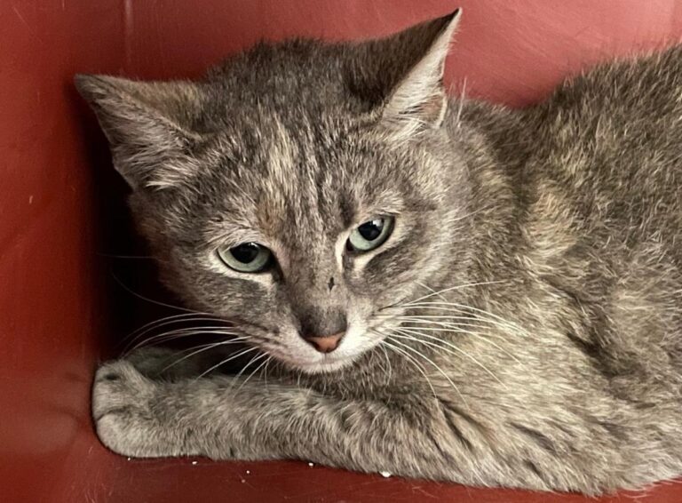 multimedia-foto71184-695-1