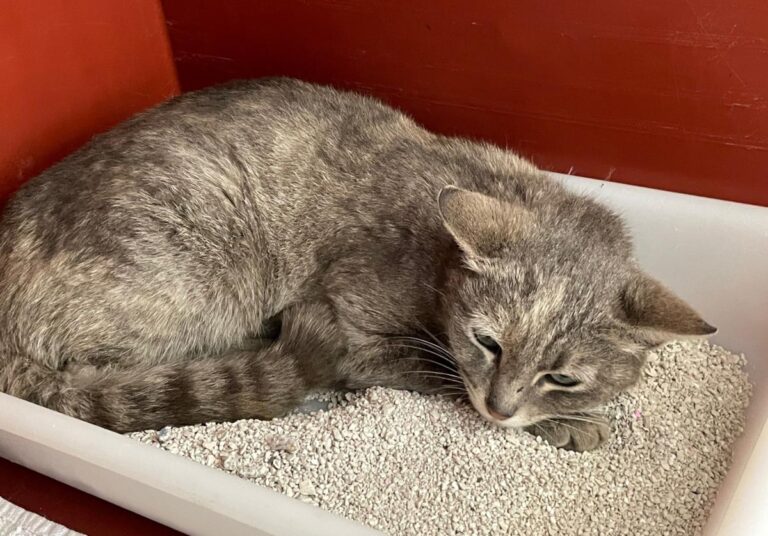 multimedia-foto71185-695-1