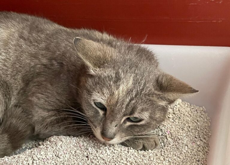 multimedia-foto71186-695-1