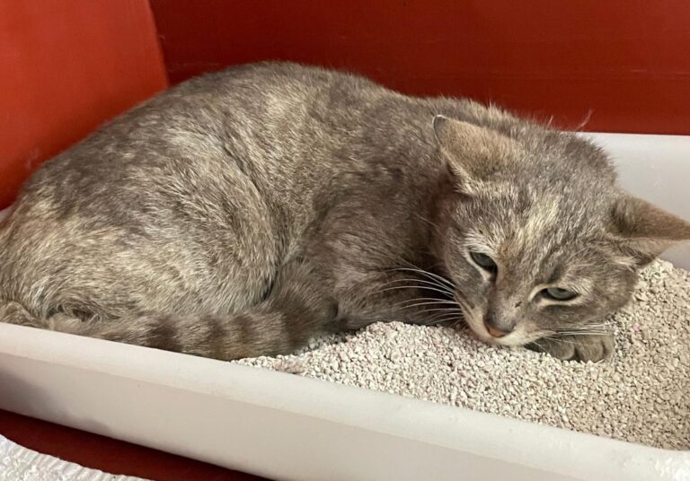 multimedia-foto71187-695-1