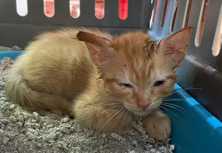 multimedia-foto71194-977-1