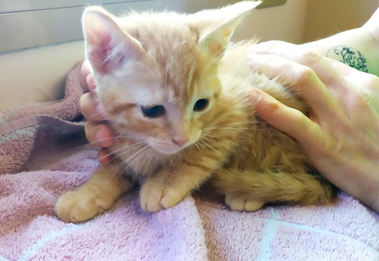 multimedia-foto71195-977-1