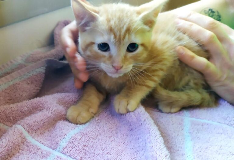 multimedia-foto71196-977-1