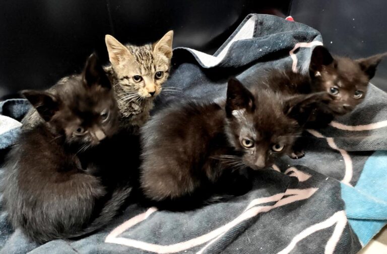 multimedia-foto71205-771-1