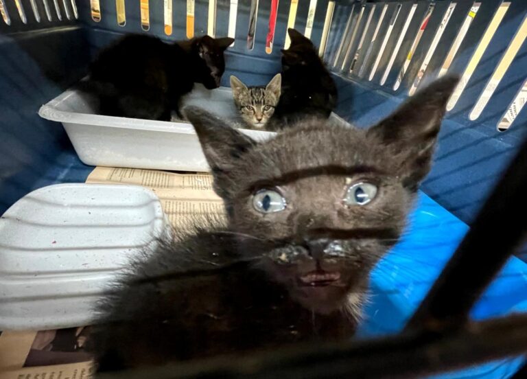 multimedia-foto71206-771-1