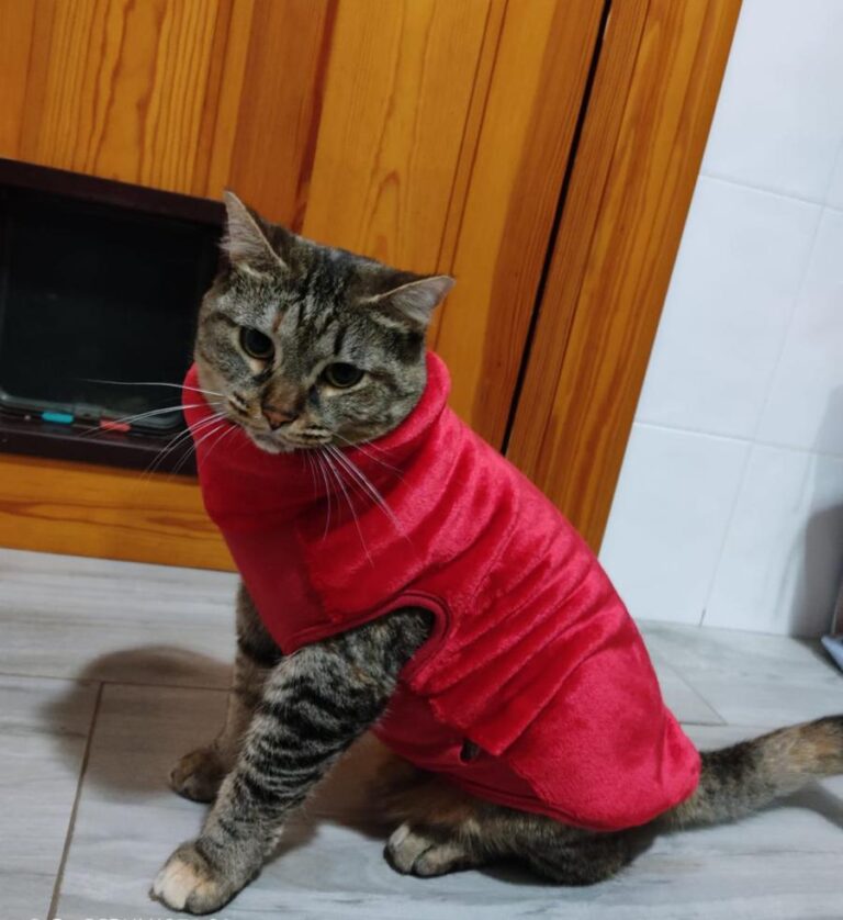 multimedia-foto71276-246-1