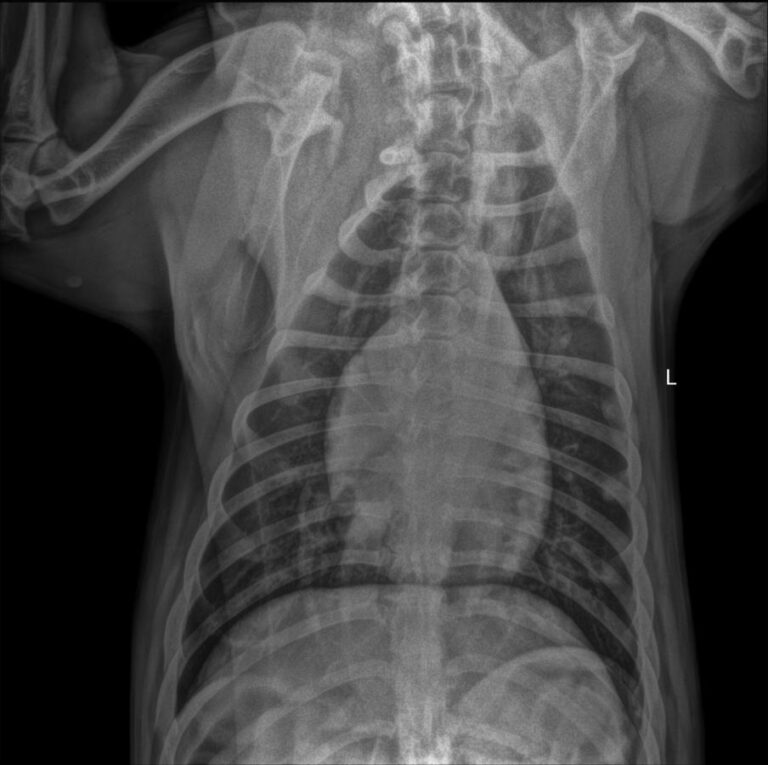 multimedia-foto71344-60-1