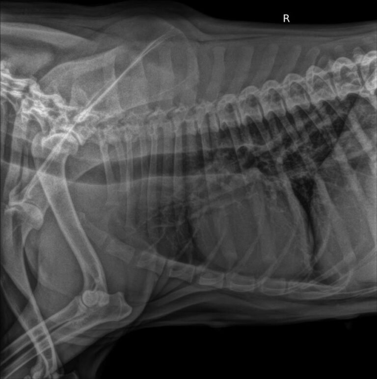 multimedia-foto71347-61-1