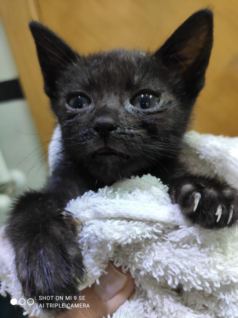 multimedia-foto71373-225-1