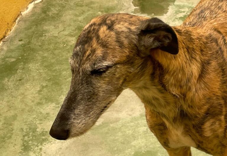 multimedia-foto71410-216-1