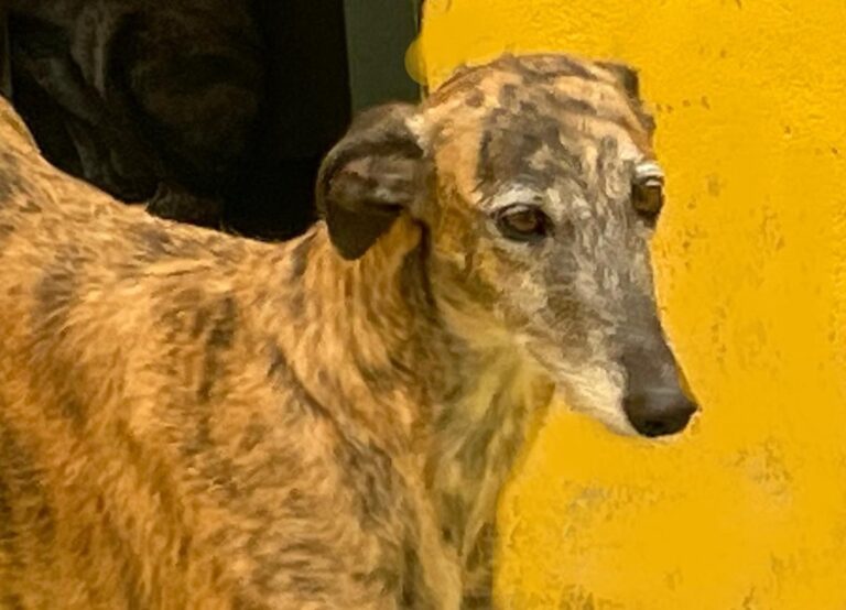 multimedia-foto71413-217-1