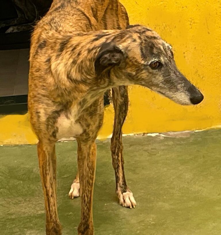 multimedia-foto71414-217-1