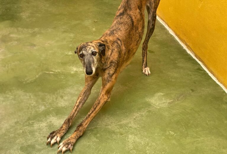 multimedia-foto71417-218-1