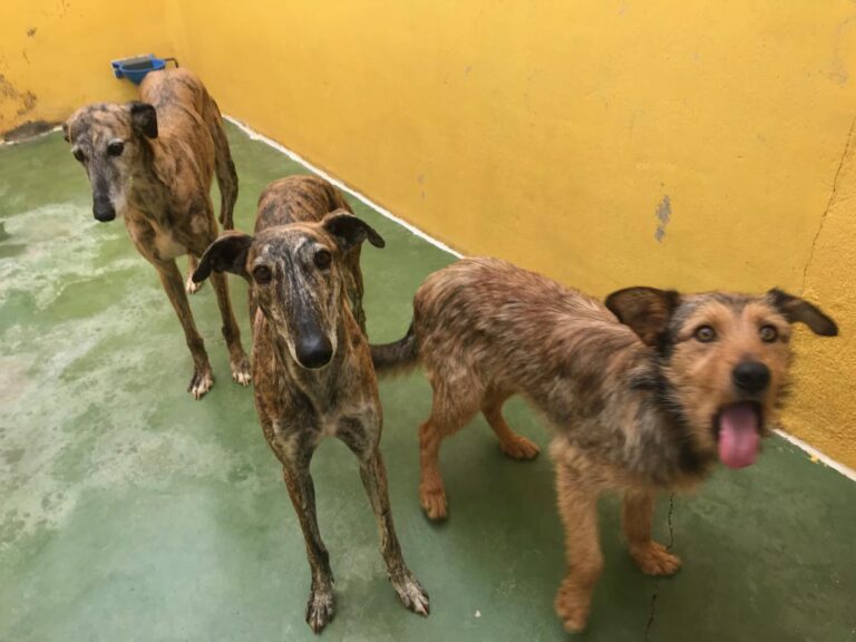 multimedia-foto71418-218-1