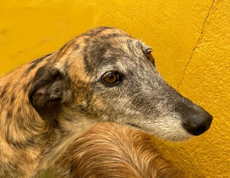 multimedia-foto71419-218-1