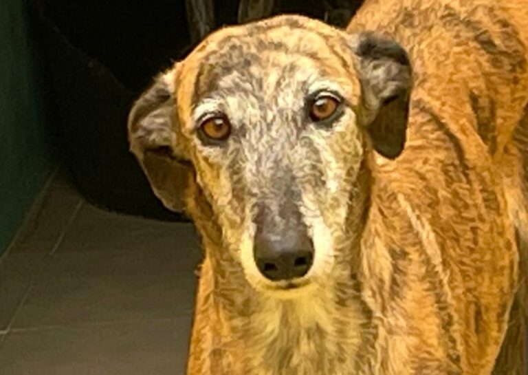 multimedia-foto71420-218-1