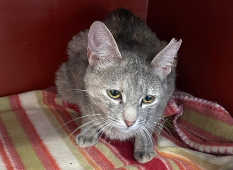 multimedia-foto71456-520-1