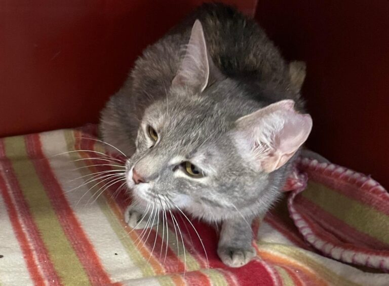 multimedia-foto71457-520-1