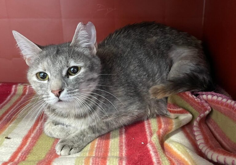 multimedia-foto71458-521-1