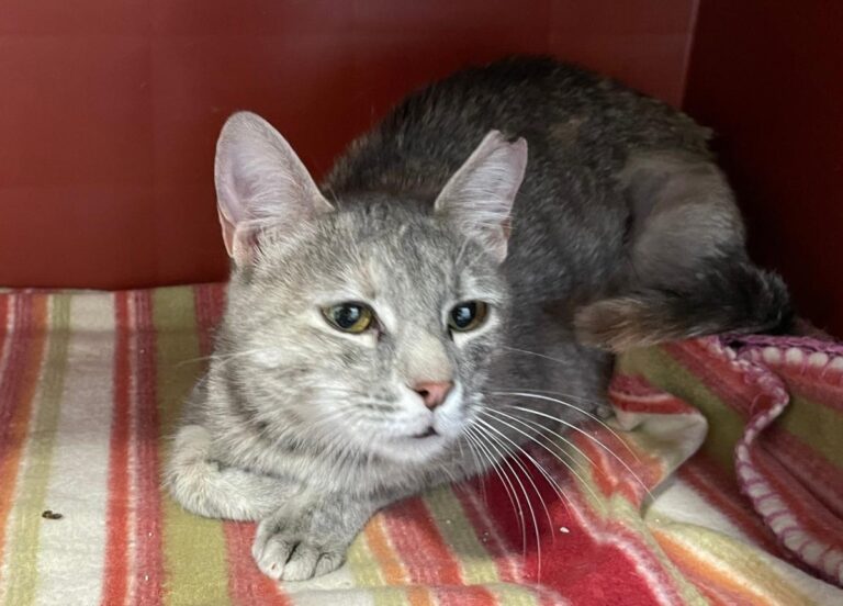 multimedia-foto71459-521-1