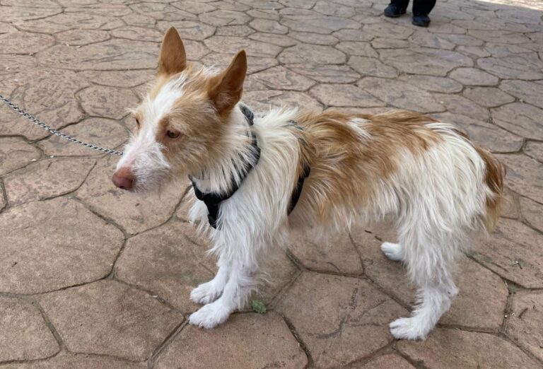 multimedia-foto71464-590-1