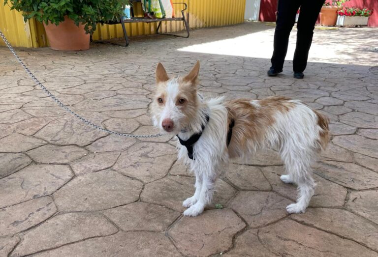 multimedia-foto71465-590-1