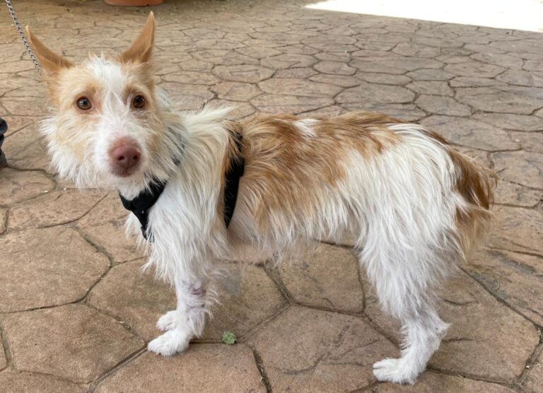 multimedia-foto71466-590-1