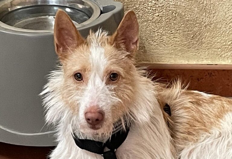 multimedia-foto71467-590-1