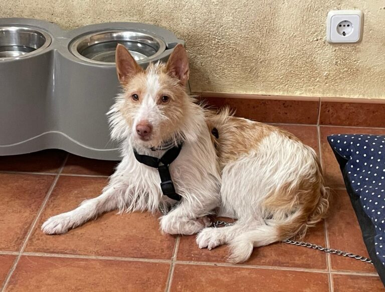 multimedia-foto71468-590-1