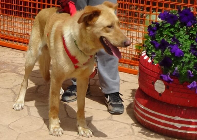 multimedia-foto71486-950-1