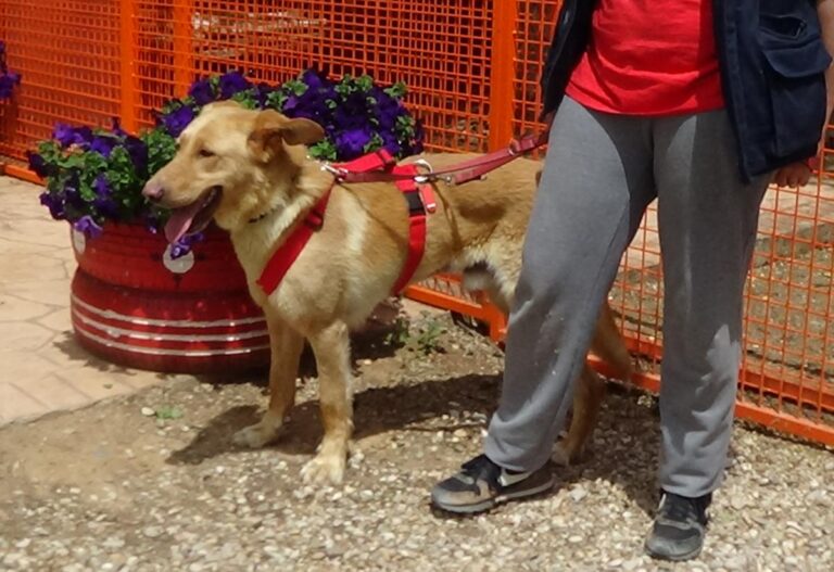 multimedia-foto71488-950-1