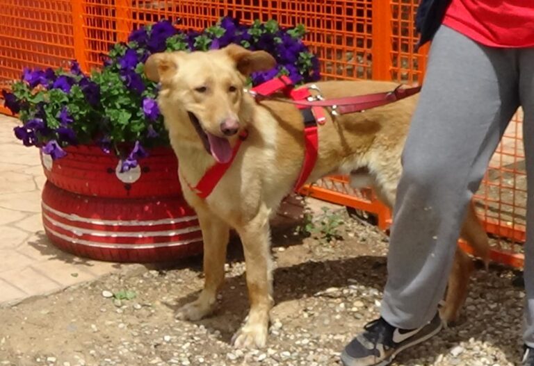 multimedia-foto71489-950-1