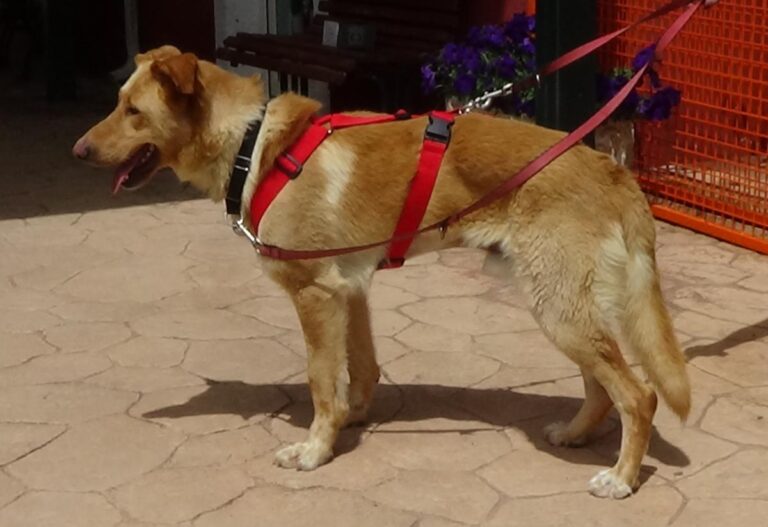 multimedia-foto71490-951-1