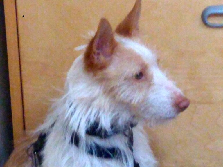 multimedia-foto71500-874-1