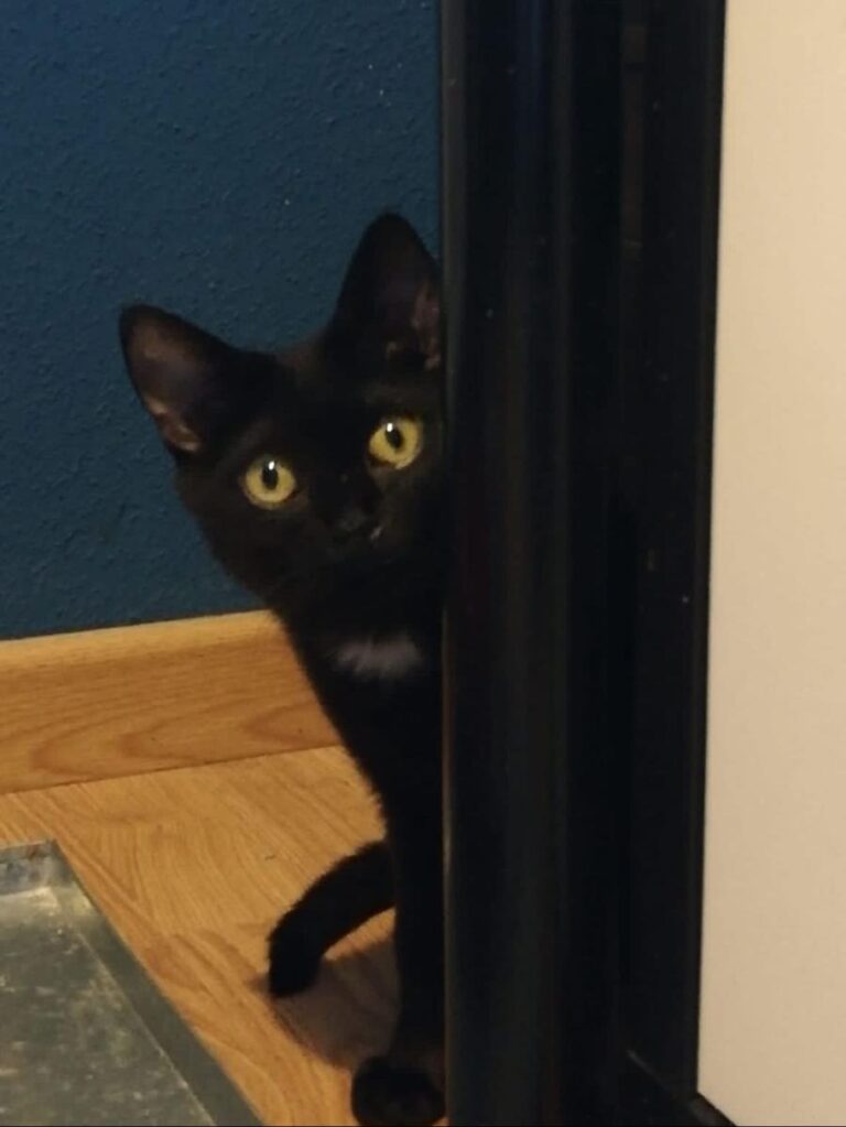 multimedia-foto71502-991-1