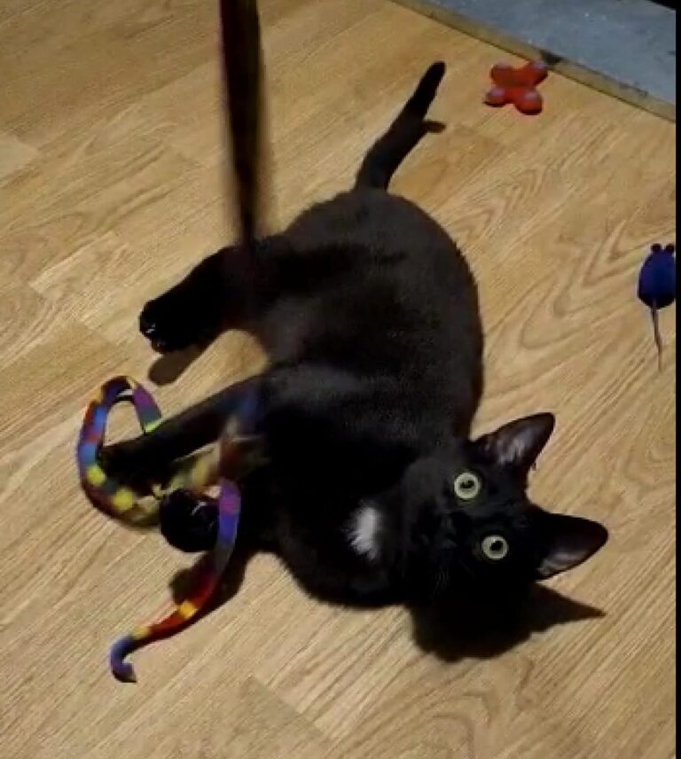 multimedia-foto71515-302-1