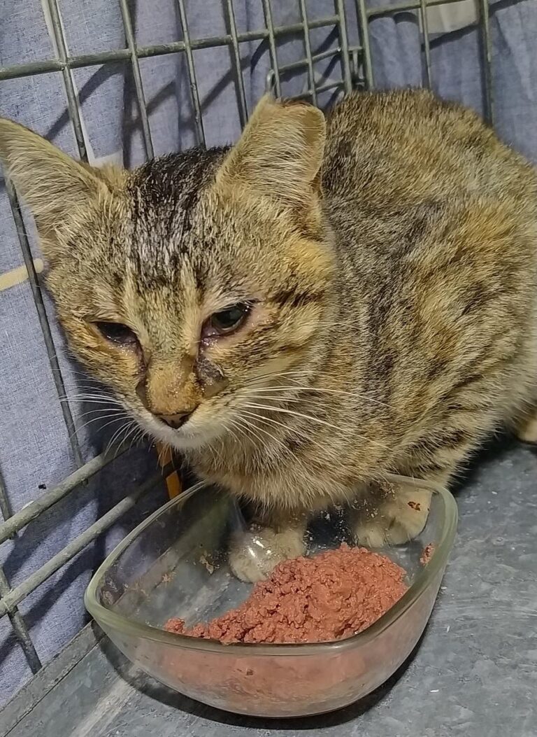 multimedia-foto71517-821-1