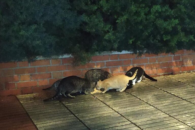 multimedia-foto71518-822-1