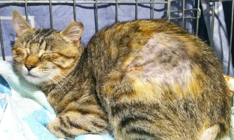 multimedia-foto71520-822-1