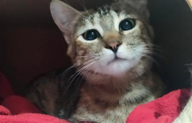 multimedia-foto71521-822-1