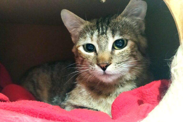 multimedia-foto71522-822-1