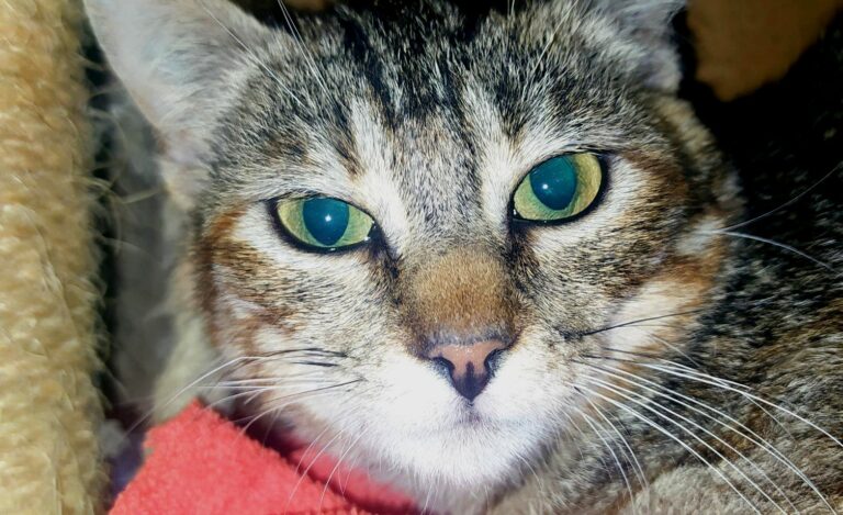 multimedia-foto71524-823-1