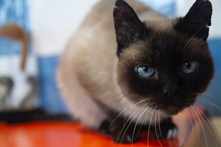 multimedia-foto71566-384-1