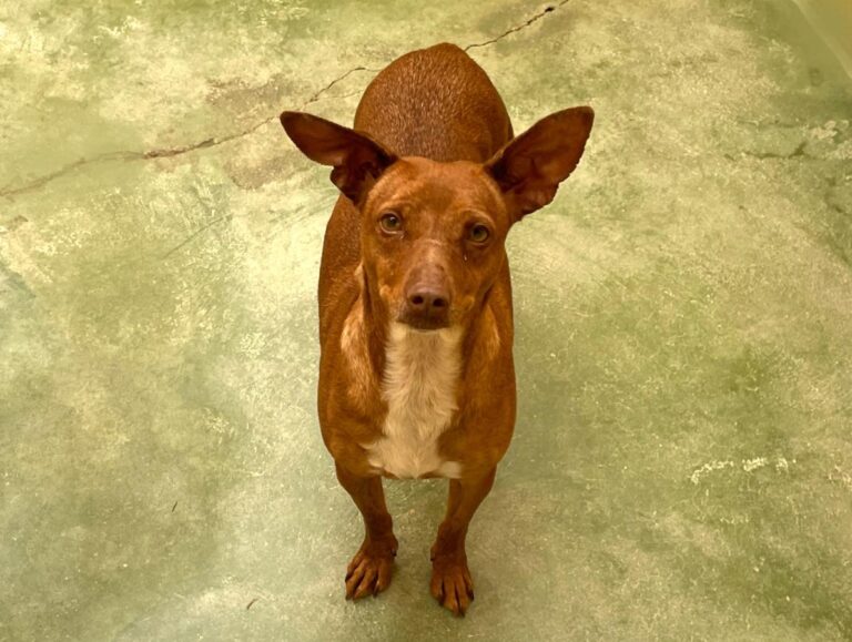 multimedia-foto71612-641-1