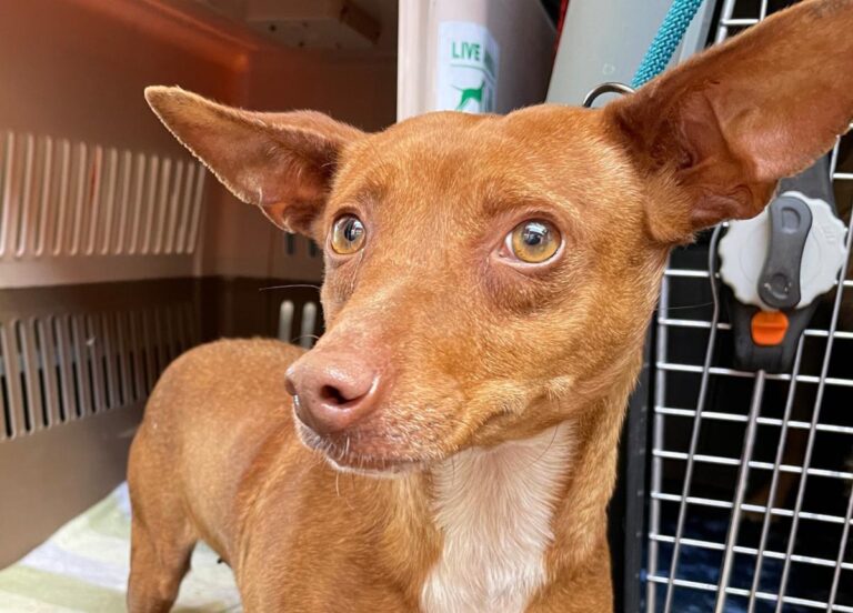 multimedia-foto71613-641-1